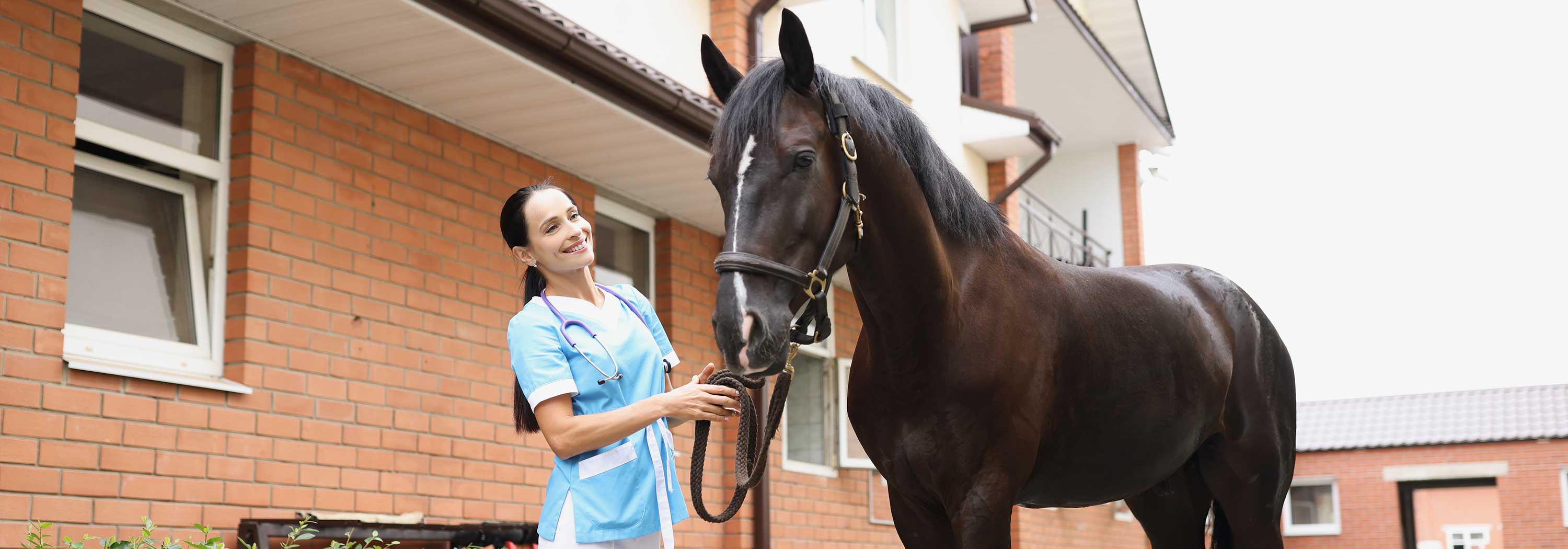 Tierarzt Pferde Angebot und Service