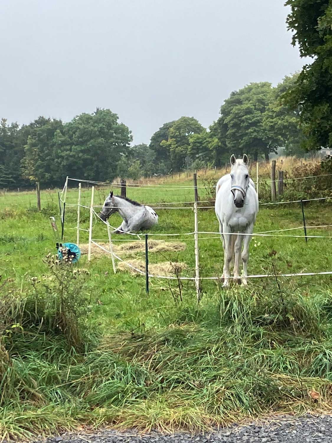 Pferdehof Nicole Aviény Reiten Reitstation