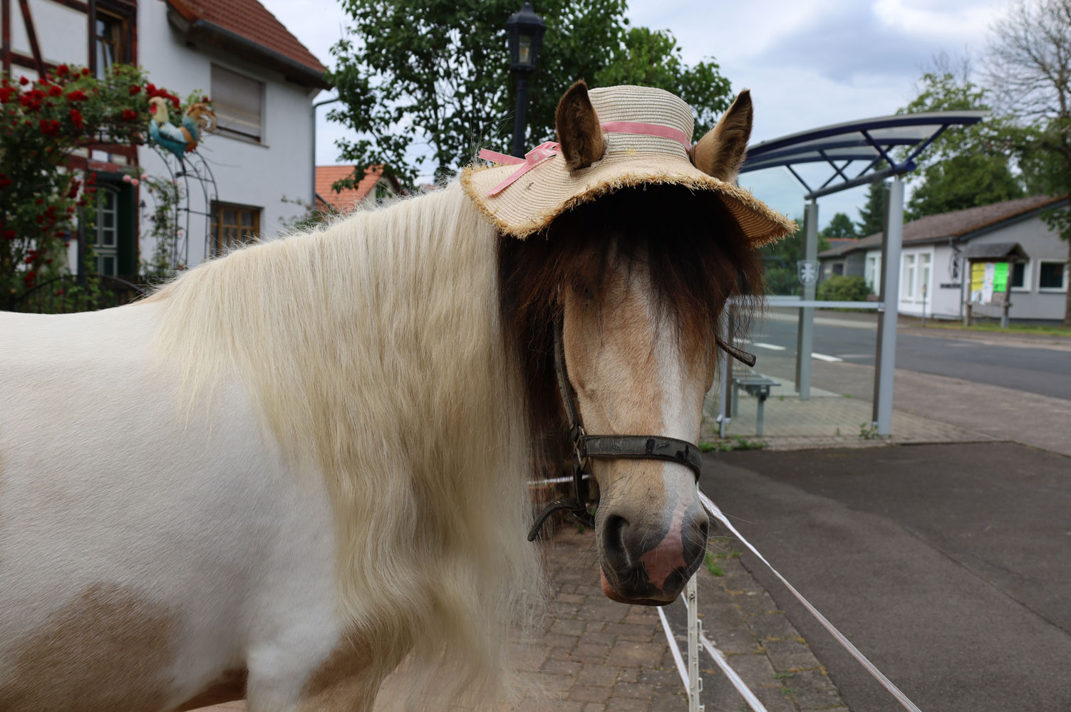 Reiten Pony Pferde Metzlos Vogelsberg